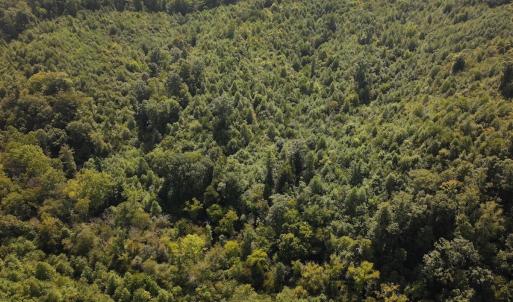 Photo #10 of 03 Seven Island Road, Danbury, NC 24.2 acres