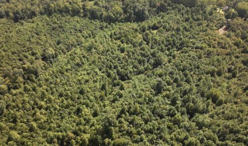 Photo #15 of 03 Seven Island Road, Danbury, NC 24.2 acres