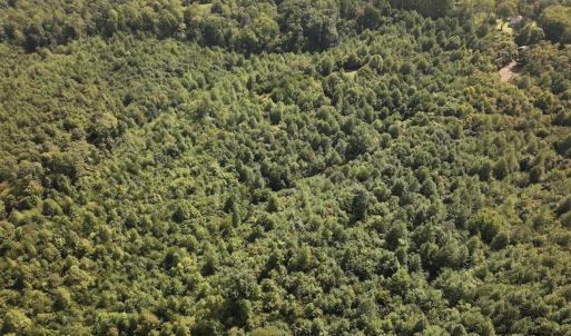 Photo #16 of 03 Seven Island Road, Danbury, NC 24.2 acres