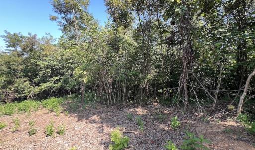 Photo #25 of 03 Seven Island Road, Danbury, NC 24.2 acres