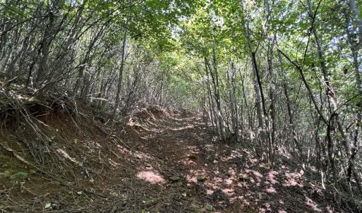 Photo #32 of 03 Seven Island Road, Danbury, NC 24.2 acres