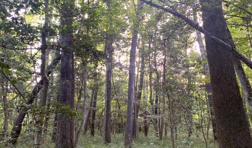Photo #47 of Off South Main Street, City of Emporia, VA 51.0 acres