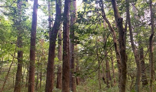 Photo #48 of Off South Main Street, City of Emporia, VA 51.0 acres