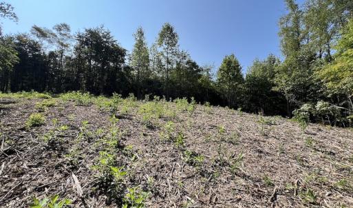 Photo #16 of 05 Seven Island Road, Danbury, NC 40.3 acres