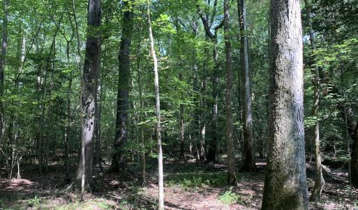 Photo #49 of SOLD property in 34675 Sandy Ridge Road, Franklin, VA 35.5 acres