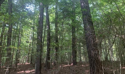 Photo #52 of SOLD property in 34675 Sandy Ridge Road, Franklin, VA 35.5 acres