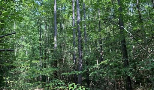 Photo #54 of SOLD property in 34675 Sandy Ridge Road, Franklin, VA 35.5 acres