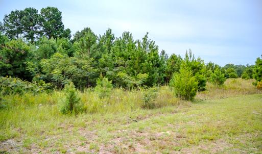 Photo #12 of SOLD property in John Nunnery Rd., Stedman, NC 6.0 acres