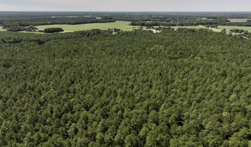 Photo #15 of SOLD property in Off Elijah Loftin Road, Kinston, NC 71.7 acres