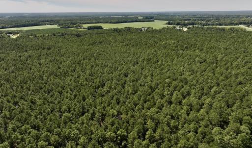 Photo #16 of SOLD property in Off Elijah Loftin Road, Kinston, NC 71.7 acres