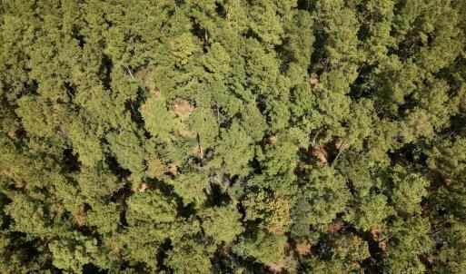 Photo #23 of SOLD property in Off Elijah Loftin Road, Kinston, NC 71.7 acres