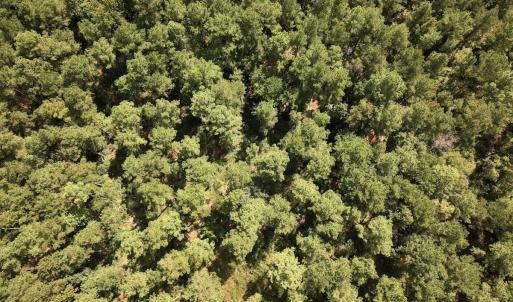 Photo #24 of SOLD property in Off Elijah Loftin Road, Kinston, NC 71.7 acres