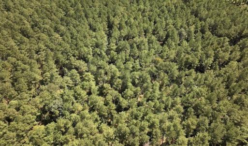 Photo #25 of SOLD property in Off Elijah Loftin Road, Kinston, NC 71.7 acres