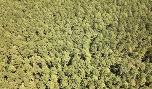 Photo #26 of SOLD property in Off Elijah Loftin Road, Kinston, NC 71.7 acres