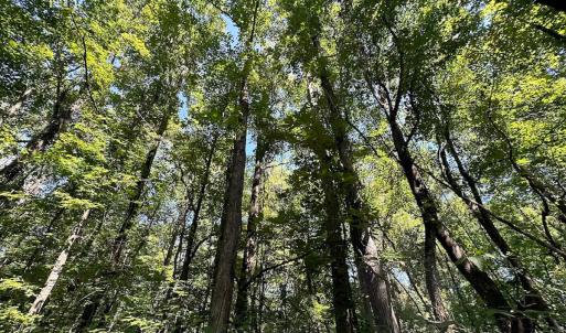 Photo #18 of SOLD property in Off South Quay Rd, Suffolk, VA 14.0 acres