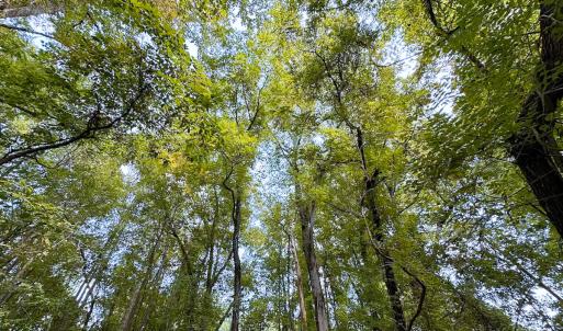 Photo #25 of SOLD property in Off South Quay Rd, Suffolk, VA 14.0 acres
