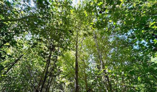 Photo #29 of SOLD property in Off South Quay Rd, Suffolk, VA 14.0 acres