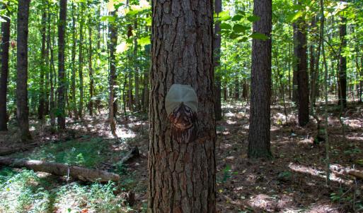Photo #43 of Off South County Line Rd., Patrick Springs, VA 134.8 acres