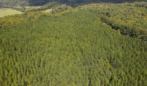 Photo #45 of Off South County Line Rd., Patrick Springs, VA 134.8 acres