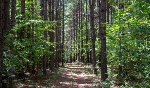Photo #47 of Off South County Line Rd., Patrick Springs, VA 134.8 acres