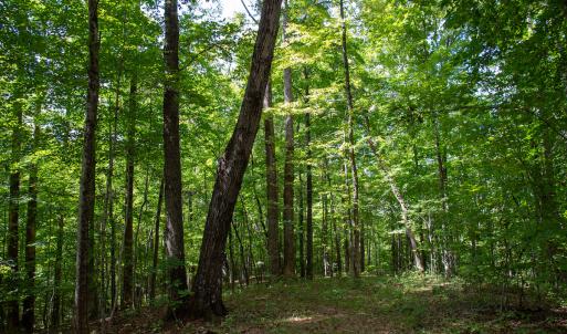 Photo #49 of Off South County Line Rd., Patrick Springs, VA 134.8 acres