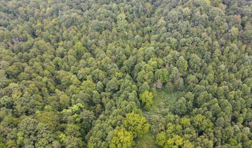 Photo #50 of Off South County Line Rd., Patrick Springs, VA 134.8 acres