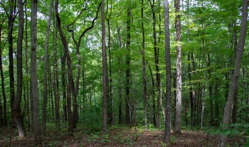 Photo #51 of Off South County Line Rd., Patrick Springs, VA 134.8 acres