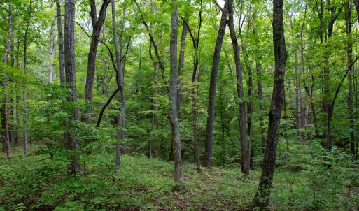 Photo #53 of Off South County Line Rd., Patrick Springs, VA 134.8 acres