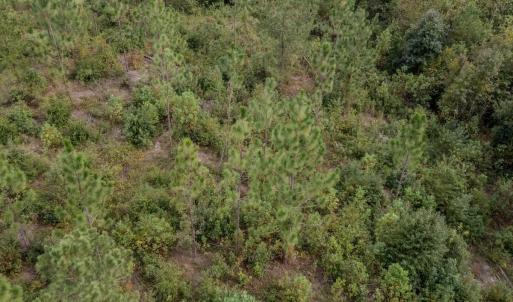 Photo #19 of 100 Haywood Cemetery Road, Rockingham, NC 7.5 acres