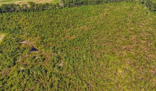 Photo #19 of SOLD property in Off Triple B Lane, Autryville , NC 14.8 acres