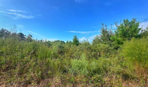 Photo #51 of SOLD property in Off Triple B Lane, Autryville , NC 14.8 acres