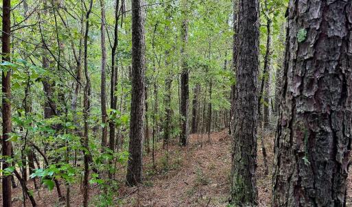 Photo #17 of SOLD property in Off Deer Run Road, Norwood, NC 17.0 acres