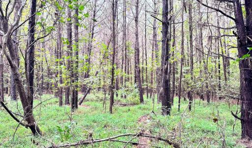 Photo #11 of SOLD property in Off Wakefield Rd. , Sedley, VA 14.1 acres