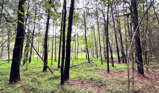 Photo #14 of SOLD property in Off Wakefield Rd. , Sedley, VA 14.1 acres
