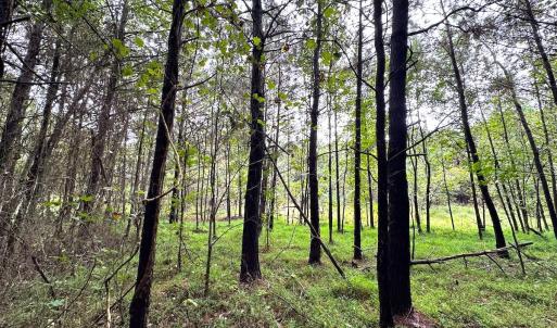 Photo #15 of SOLD property in Off Wakefield Rd. , Sedley, VA 14.1 acres