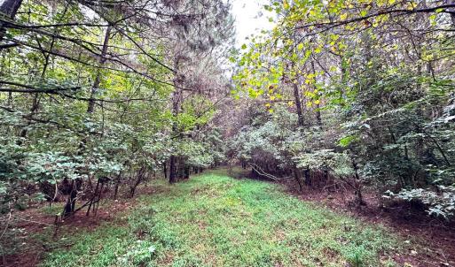 Photo #16 of SOLD property in Off Wakefield Rd. , Sedley, VA 14.1 acres
