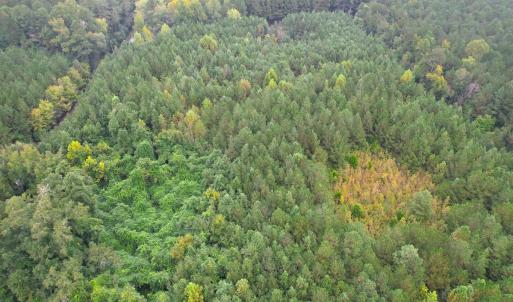 Photo #20 of SOLD property in Off Wakefield Rd. , Sedley, VA 14.1 acres