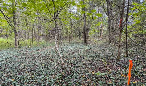 Photo #12 of SOLD property in Lot-9, Off Wilson Road, Providence, NC 3.8 acres