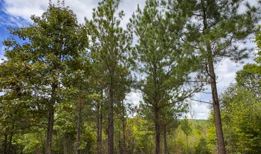 Photo #35 of SOLD property in Lot-8, Off Wilson Road, Providence, NC 16.6 acres