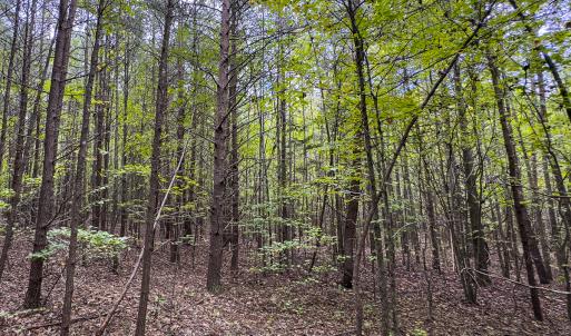 Photo #37 of SOLD property in Lot-8, Off Wilson Road, Providence, NC 16.6 acres