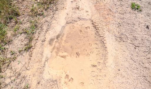Photo #11 of SOLD property in Off Underwood Rd, Carthage, NC 32.9 acres
