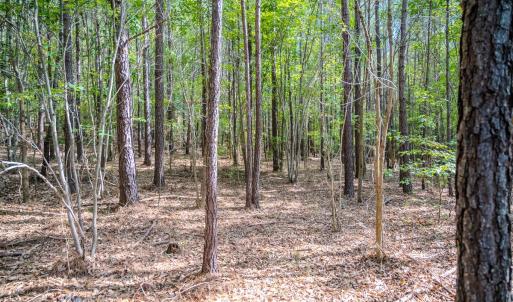 Photo #19 of SOLD property in Off Underwood Rd, Carthage, NC 32.9 acres