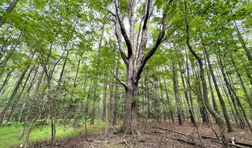 Photo #13 of SOLD property in Off Reynolds Drive, Carrollton, VA 5.0 acres
