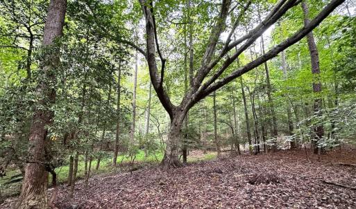 Photo #18 of SOLD property in Off Reynolds Drive, Carrollton, VA 5.0 acres