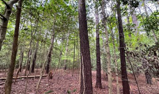 Photo #20 of SOLD property in Off Reynolds Drive, Carrollton, VA 5.0 acres