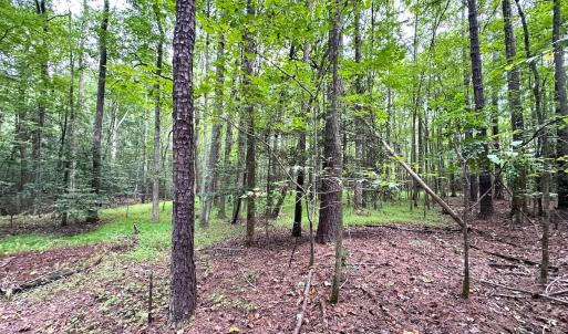 Photo #21 of SOLD property in Off Reynolds Drive, Carrollton, VA 5.0 acres