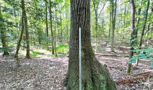 Photo #12 of SOLD property in Off Reynolds Drive, Carrollton, VA 5.1 acres