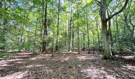Photo #13 of SOLD property in Off Reynolds Drive, Carrollton, VA 5.1 acres