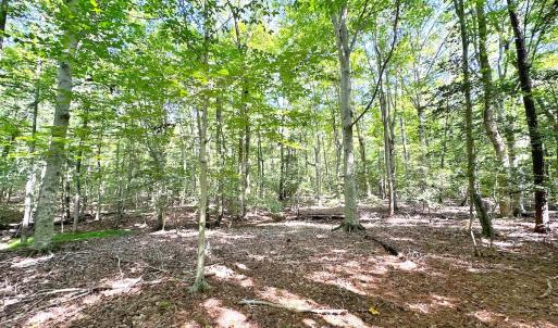 Photo #15 of SOLD property in Off Reynolds Drive, Carrollton, VA 5.1 acres