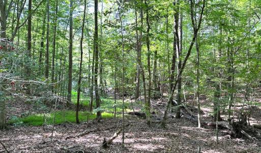 Photo #16 of SOLD property in Off Reynolds Drive, Carrollton, VA 5.1 acres